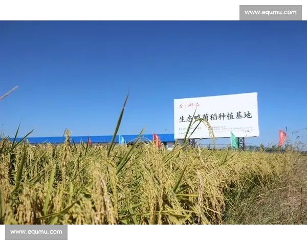 全国大米种植技能大赛全面展开 各地农民齐聚一堂争夺金奖