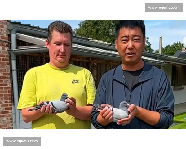 各地赛鸽公棚比赛精彩直播全面开启 聚焦鸽友们的飞翔奇迹 各地赛鸽公棚比赛精彩直播全面开启 聚焦鸽友们的飞翔奇迹