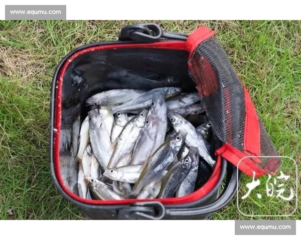 安庆钓鱼比赛精彩回顾与参赛技巧全解析 安庆钓鱼比赛精彩回顾与参赛技巧全解析